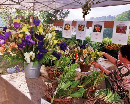 Gallery - Plant Market