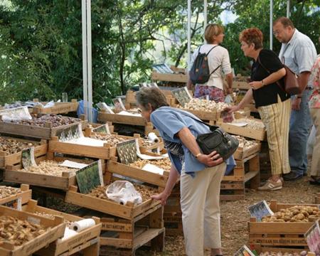 Gallery - Plant Market