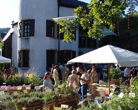Gallery - Plant Market