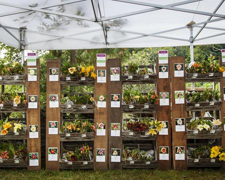 Gallery - Plant Market