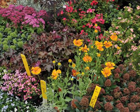 Gallery - Plant Market