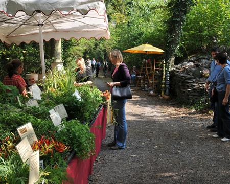 Gallery - Plant Market